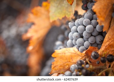 Lush, Ripe Wine Grapes With Mist Drops On The Vine Ready For Harvest.