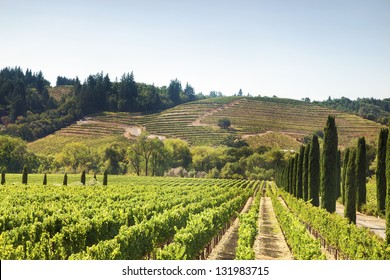 Imágenes, fotos de stock y vectores sobre California+napa+