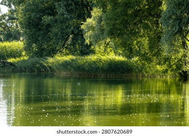 Lush riverside trees cast deep green reflections across calm water. Sunlit specks drift on the surface while reeds line the shore creating a peaceful summer sanctuary ideal for quiet escape.