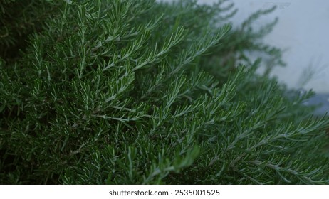 A lush rosemary plant rosmarinus officinalis grows outdoors in puglia, southern italy, showcasing its dense green needle-like leaves. - Powered by Shutterstock