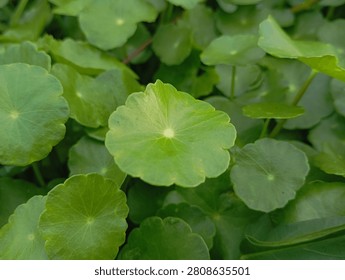 Lush Round Hydrocotyle umbellata or pegagan air with radiant vein patterns.