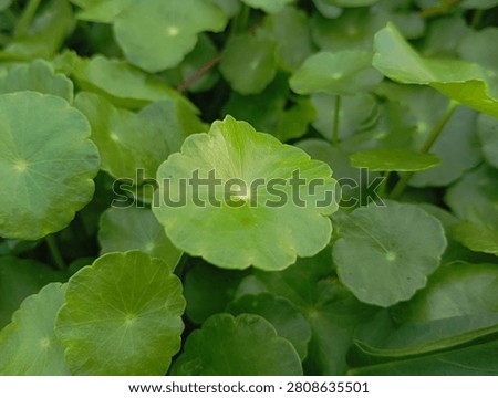 Lush Round Hydrocotyle umbellata or pegagan air with radiant vein patterns.