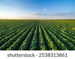 Lush rows of soybeans thriving in agricultural farmland under the evening sky