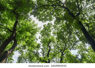 
A lush set of trees in a forest.