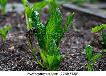 Lush silverbeet leaves water droplets rich soil