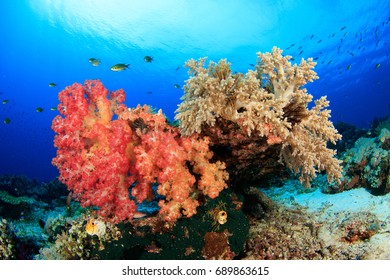 Lush Soft Corals And Clear Blue Water