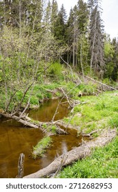 Lush spring forest frames a winding stream, its banks teeming with fresh green growth. Weathered logs crisscross the tranquil water, showcasing untouched wilderness