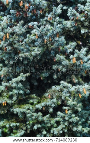 Lush Spruce Branches with Cones Background. Texture of a Natural Plant