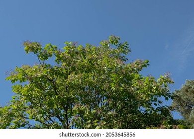 Lush Summer Green Leaves and Long Pods on a Deciduous Chinese Catalpa Tree (Catalpa ovata) Growing in a Garden in Rural Devon, England, UK