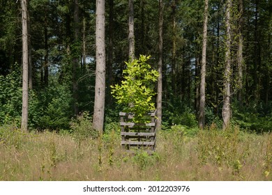 Lush Summer Green Leaves on a Young Tulip Tree (Liriodendron tulipifera) Surrounded by a Wooden Fence with Douglas Fir Trees in the Background in a Forest in Rural Devon, England, UK