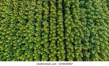 Lush Sunflower Field Overhead View