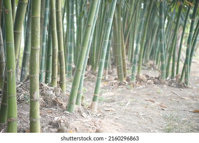 lush Taiwan bamboo in garden forest park