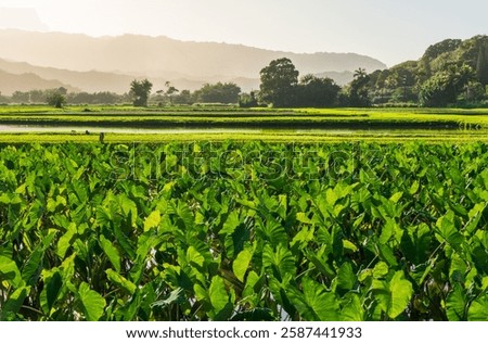 Lush taro fields bask in the sun near Hanalei on Kauai's north shore, framed by verdant mountains and clear skies. Tranquil agricultural scene