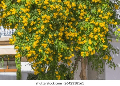 A lush Tecoma stans tree bursts with golden yellow flowers in front of a whitewashed building under the summer sun.