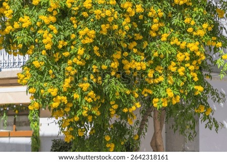 A lush Tecoma stans tree bursts with golden yellow flowers in front of a whitewashed building under the summer sun.