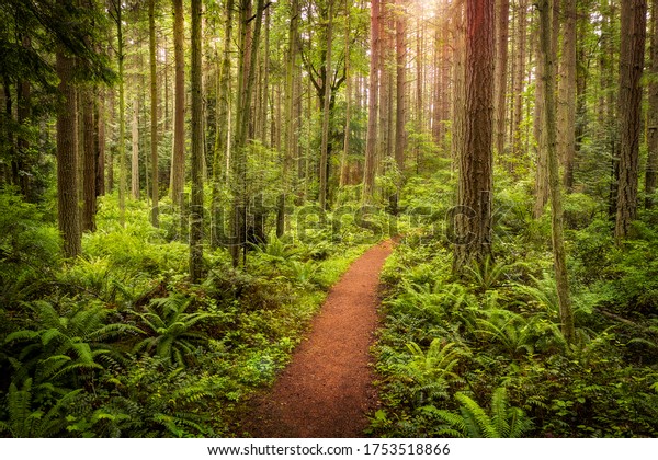 Lush Temperate Rain Forest Trail in the Pacific\
Northwest. Fir, cedar and hemlock trees are present in this\
colorful northwest rain forest located in the Salish sea area of\
western Washington state.