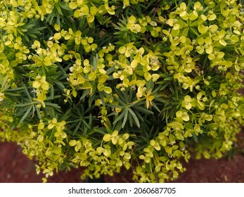 Lush thickets of spurge shrub (Euphorbia regis-jubae, sweet tabaiba) with yellow flowers and green leaves growing in Lanzarote. Plant is native to eastern Canary islands. Tropical floral background