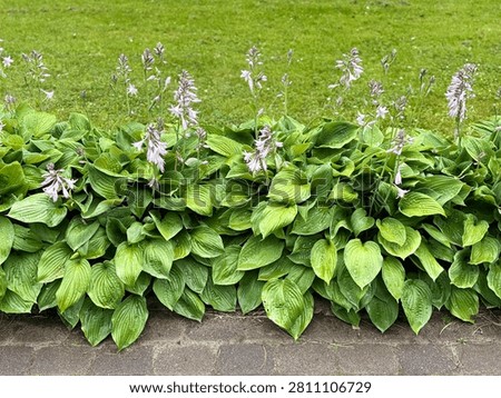 A lush, thriving border of Hosta plants with large, textured, vibrant green leaves and tall, elegant spikes of light purple, bell-shaped flowers. This classic shade-loving perennial creates a beautiful, verdant garden edge along a stone pathway.