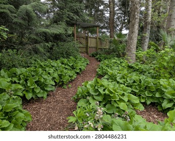 Lush trail winds through dense green vegetation toward a rustic wooden gate, creating an inviting jungle-like pathway beneath towering trees in spring.