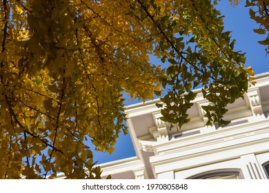 Lush Tree With Yellow And Green Leaves In Front Of San Francisco Residence With Edwardian Architecture Detailing