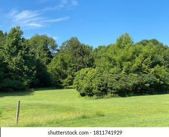Lush Trees In A Field In Mount Juliet