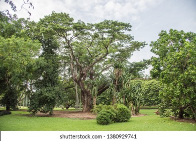 1,865 Darwin Botanic Gardens Images, Stock Photos & Vectors | Shutterstock