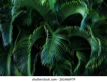 Lush tropical foliage.