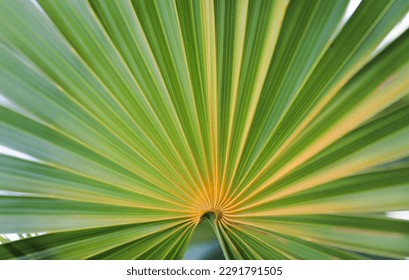 A lush tropical forest teeming with green foliage, vibrant flowers, and exotic plants. A symbol of life, vitality, growth, and harmony with nature. The rich environment provides nourishment  - Shutterstock ID 2291791505