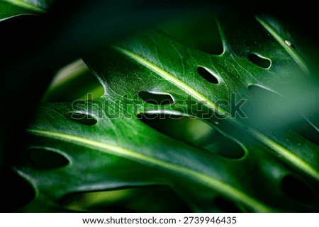 Lush Tropical Monstera Leaf in Dramatic Natural Light Dark Green Monstera Texture with Elegant Shadow Play Macro Close-Up of Tropical Leaf with Natural Patterns