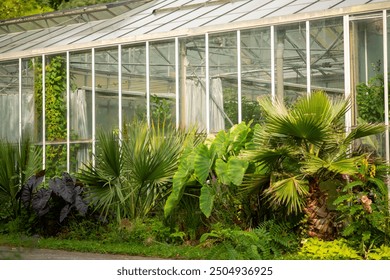 Lush Tropical Plants and Foliage Inside a Sunlit Greenhouse Conservatory. - Powered by Shutterstock