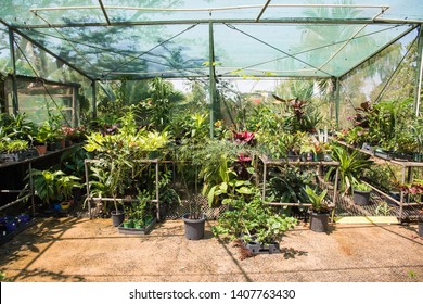 Lush tropical plants growing in outdoor greenhouse on a sunny day in Darwin, Australia - Powered by Shutterstock - Get 15% off with code: PIKWIZARD15