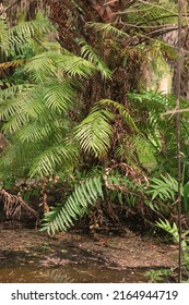 Lush Tropical Plants Growing In The Overgrown Jungle.