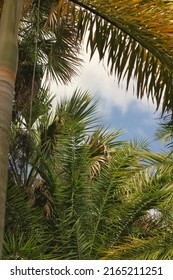 Lush Tropical Plants Growing In The Overgrown Jungle.