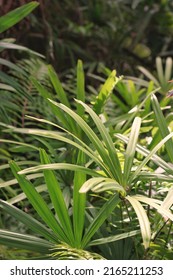 Lush Tropical Plants Growing In The Overgrown Jungle.