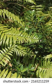 Lush Tropical Plants Growing In The Overgrown Jungle.