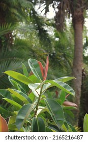 Lush Tropical Plants Growing In The Overgrown Jungle.