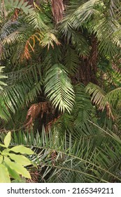 Lush Tropical Plants Growing In The Overgrown Jungle.