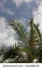 Lush Tropical Plants Growing In The Overgrown Jungle.