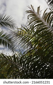 Lush Tropical Plants Growing In The Overgrown Jungle.