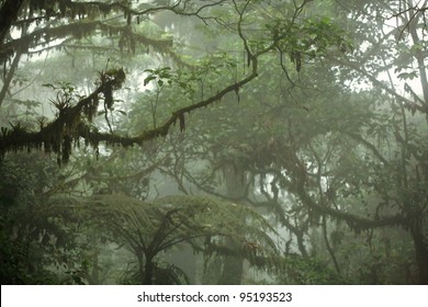 Lush Tropical Rain Forest Canopy In Costa Rica