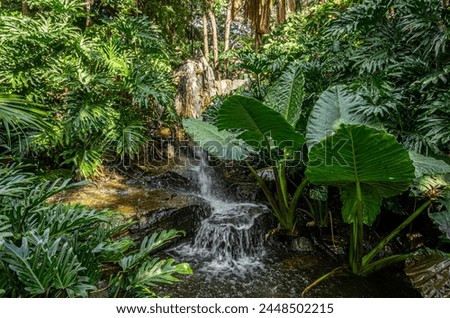 Lush Tropical Vegetation around a small waterfall