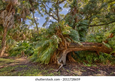 Lush, tropical vegetation with palm and oak trees at a historical Indian Mound in St. Petersburg, FL.