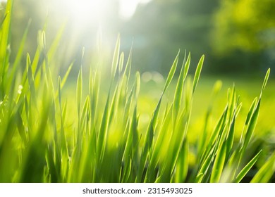 Lush uncut green grass in soft evening light. Perfect fresh lawn on summer evening. Beauty in nature. - Powered by Shutterstock