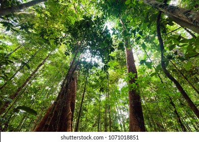 Lush Undergrowth Jungle Vegetation In A Virgin Rainforest Of The Aru Islands, Papua, Indonesia