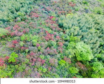 Lush Vegetation Forest