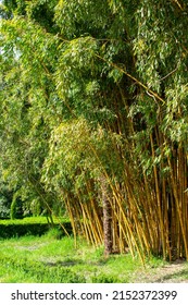 Lush vegetation of the subtropical forest. Bamboo and reeds at the edge of the forest.