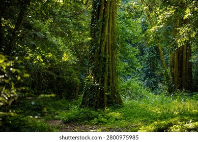 A lush, verdant forest interior featuring towering trees with moss-covered trunks beneath a dense canopy of green foliage, typical of the humid woodland environment found in Chirinda Forest.