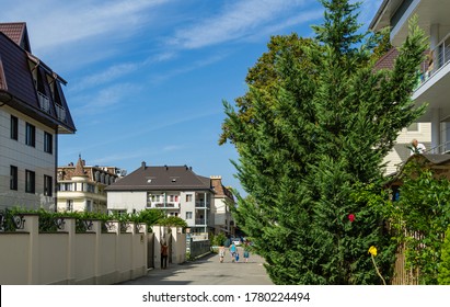 Lush vibrant green foliage of branches cupressocyparis Leylandii. Evergreens grow in narrow streets of Olginka village, where hotels and houses are located. Tuapse, Russia - September 15, 2019