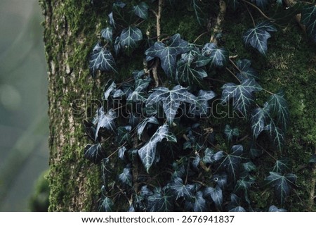 Lush and vibrant tree featuring a multitude of eye-catching common ivy leaves