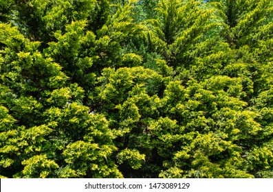 Lush vibrant yellow-green foliage of branches cupressocyparis Leylandii. Spring or summer fresh wallpaper and nature background concept